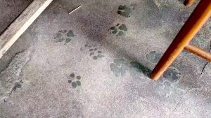 野良犬の足跡の残っている床