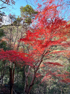 紅葉